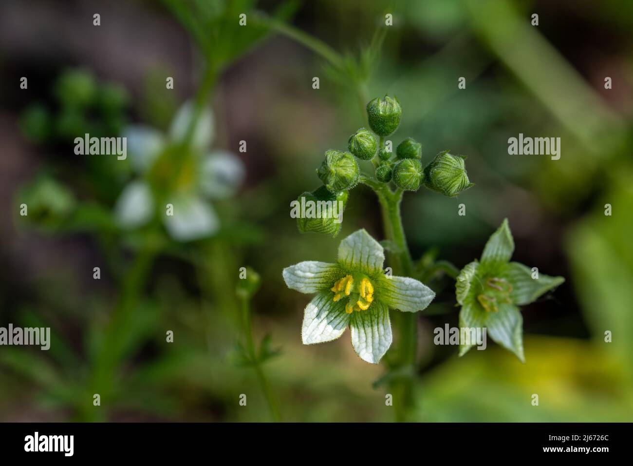 White flowers of a wild toxic plant (Bryonia dioica) Stock Photo