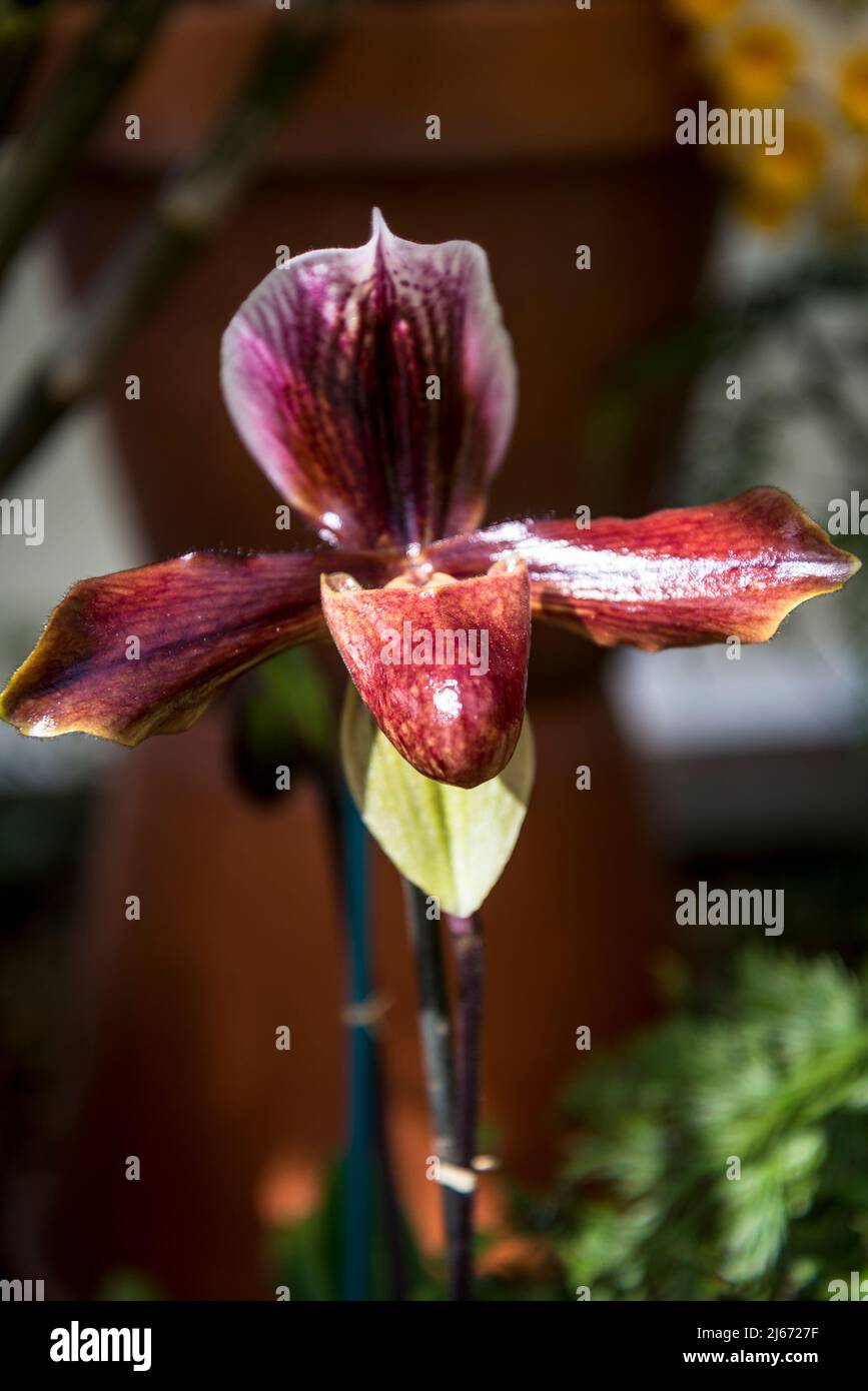 Orchid Paphiopedilum King Arthur gx 'Burgoyne' Stock Photo