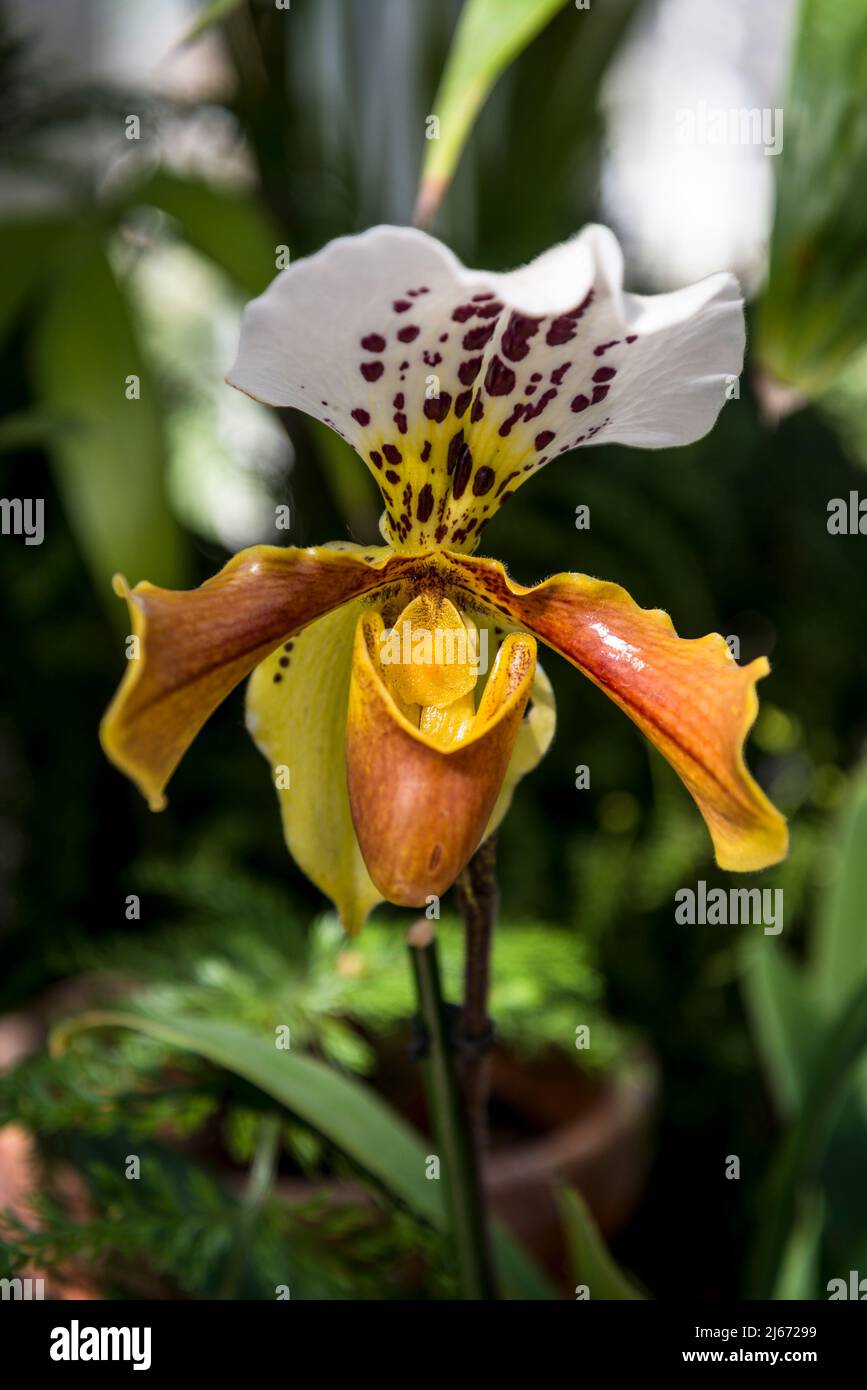 Orchid Paphiopedilum gratrixianum Stock Photo