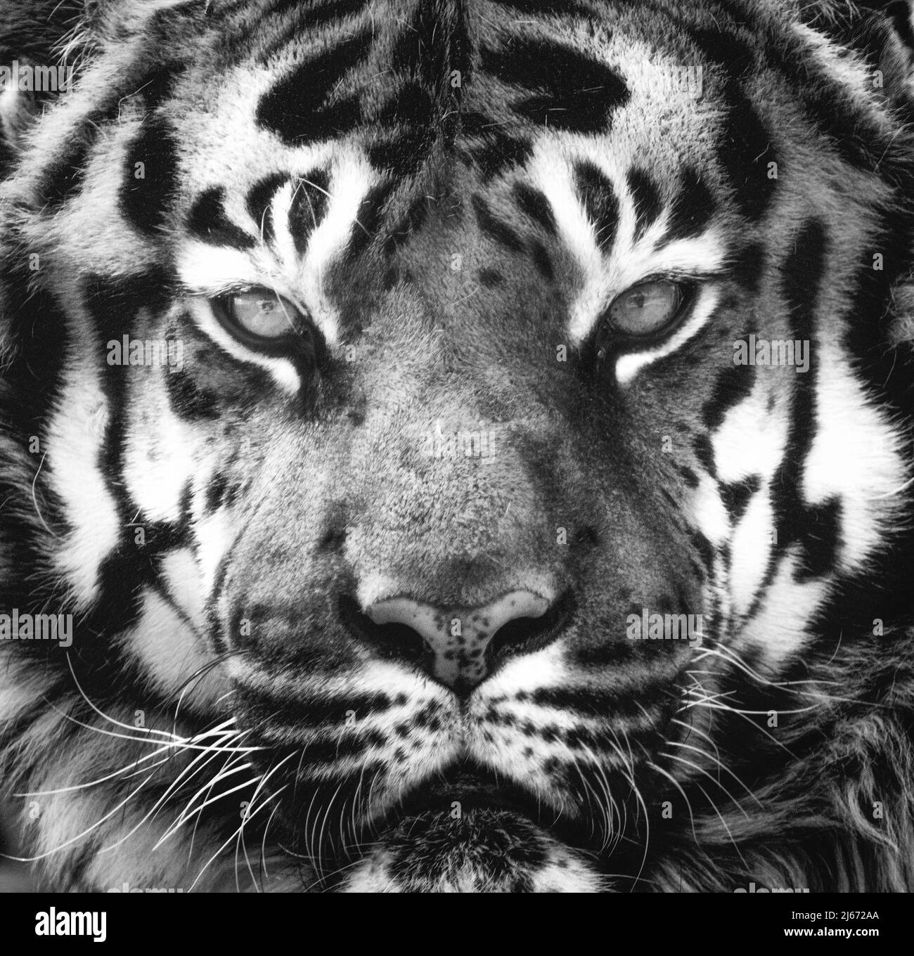 Siberian tiger portrait in black and white with high contrast Stock
