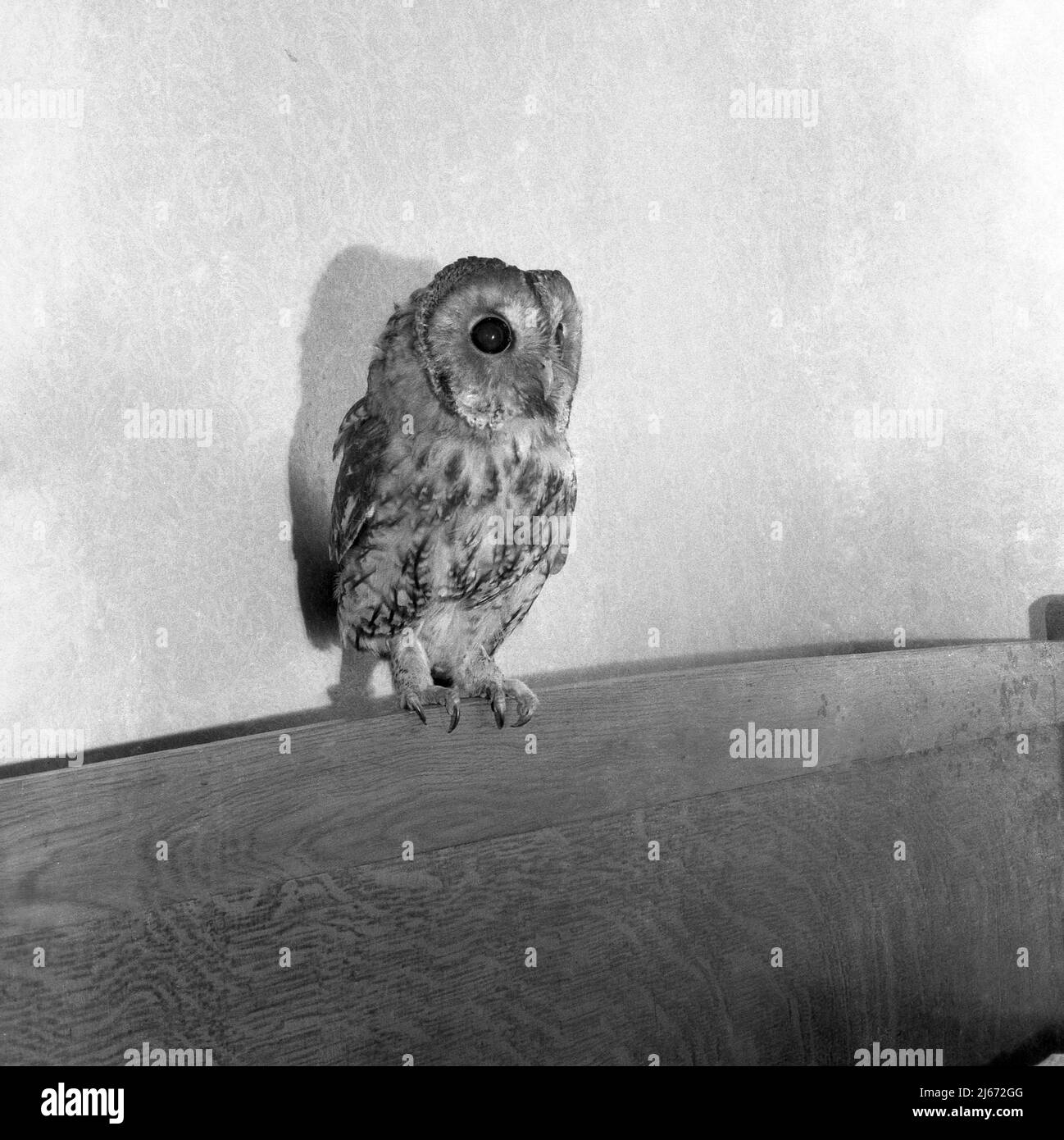 1960, hisorical, insde a room, a tawny owl standing, perched on a wooden headboard of a bed, England, UK. Stock Photo