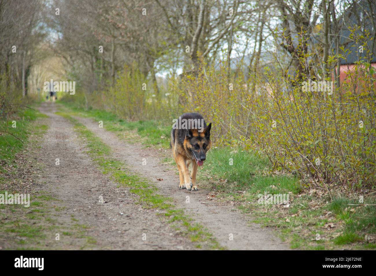 Tired German Shepherd dog on unpaved path with berms in which trees and shrubs are budding in spring Stock Photo