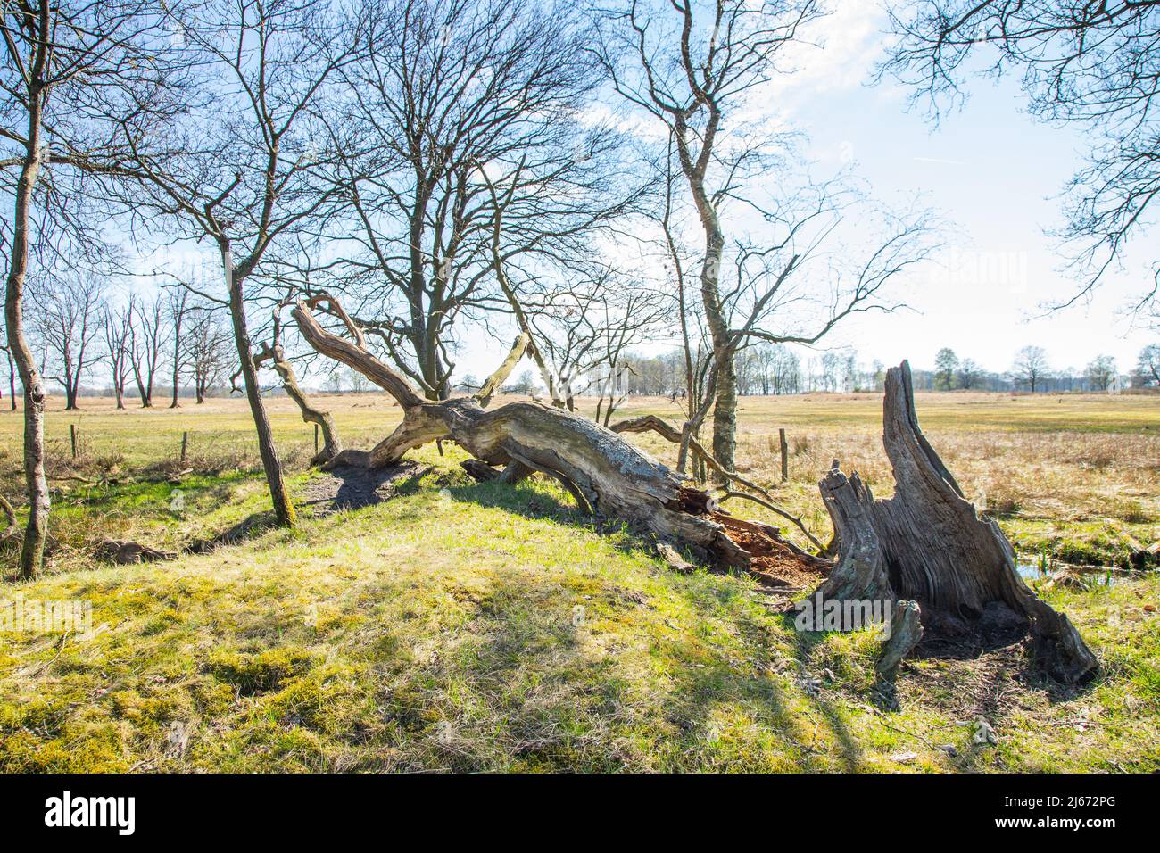 Eexterveld nature reserve in spring between Anderen and Eext tree-covered ring wall around the source of the Scheebroekerloopje in early spring with c Stock Photo