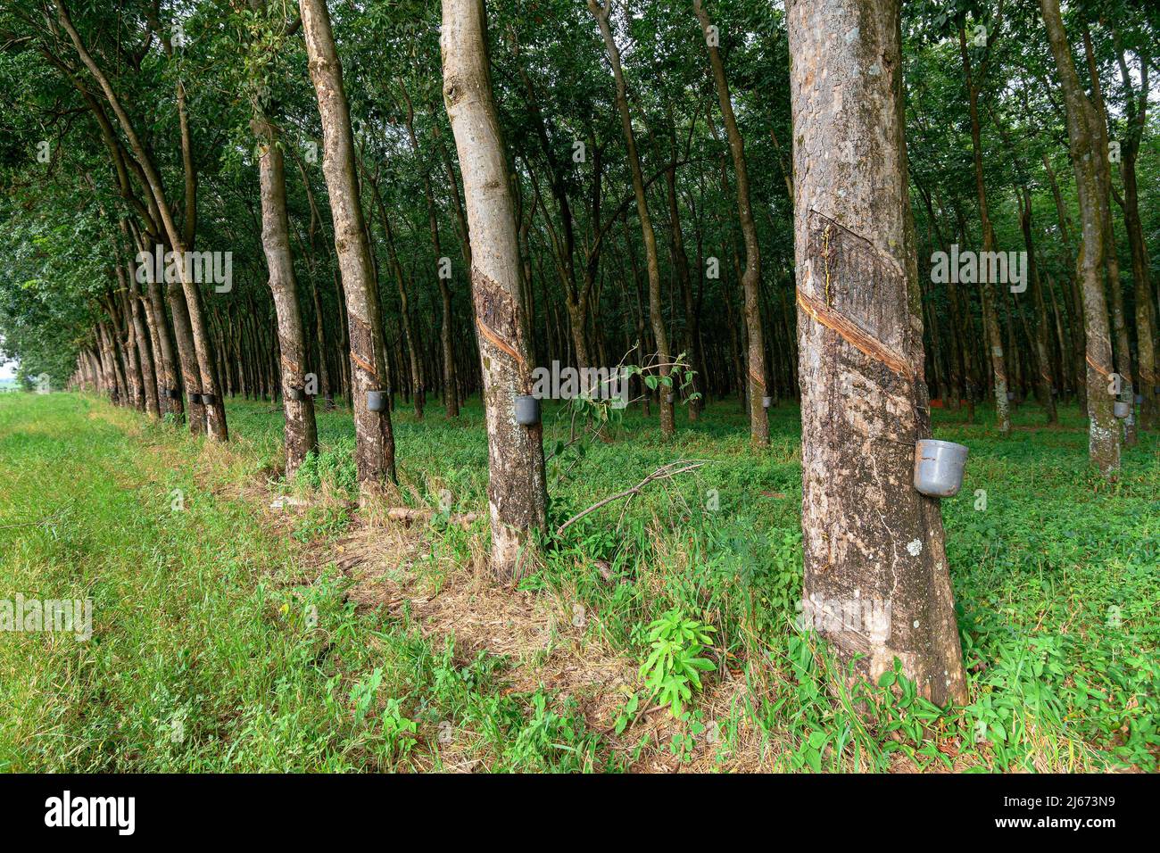 Rubber trees with cuts in the bark, which were made to bleed the sap