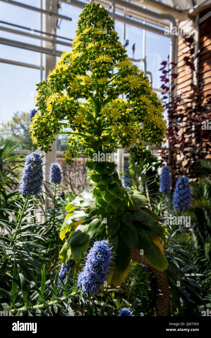 Flowering Aeonium undulatum surrounded with blue Pride of Madeira, Echium candicans Stock Photo