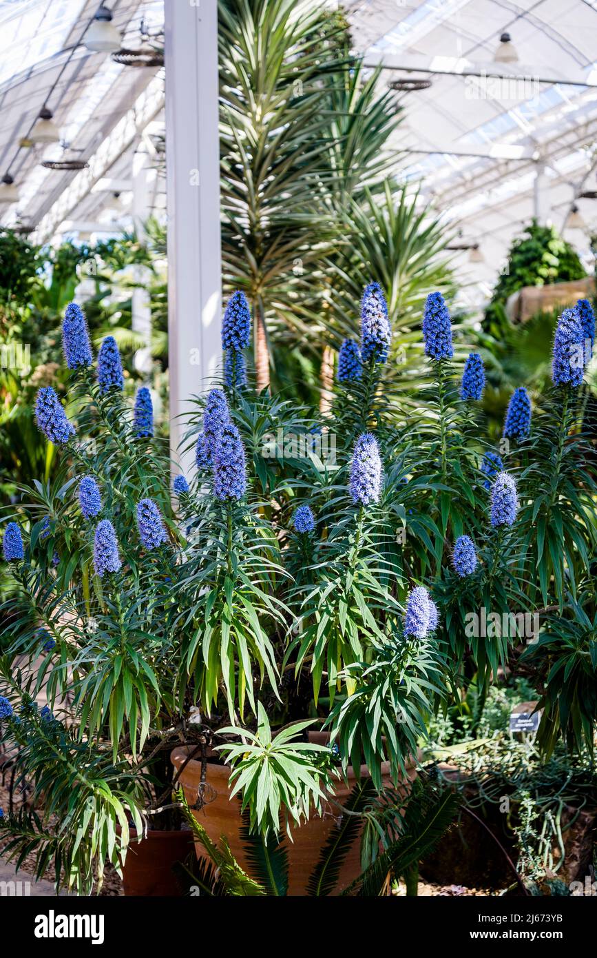 Pride of Madeira, Echium candicans, the pride of Madeira, is a species of flowering plant in the family Boraginaceae, native to the island of Madeira. Stock Photo
