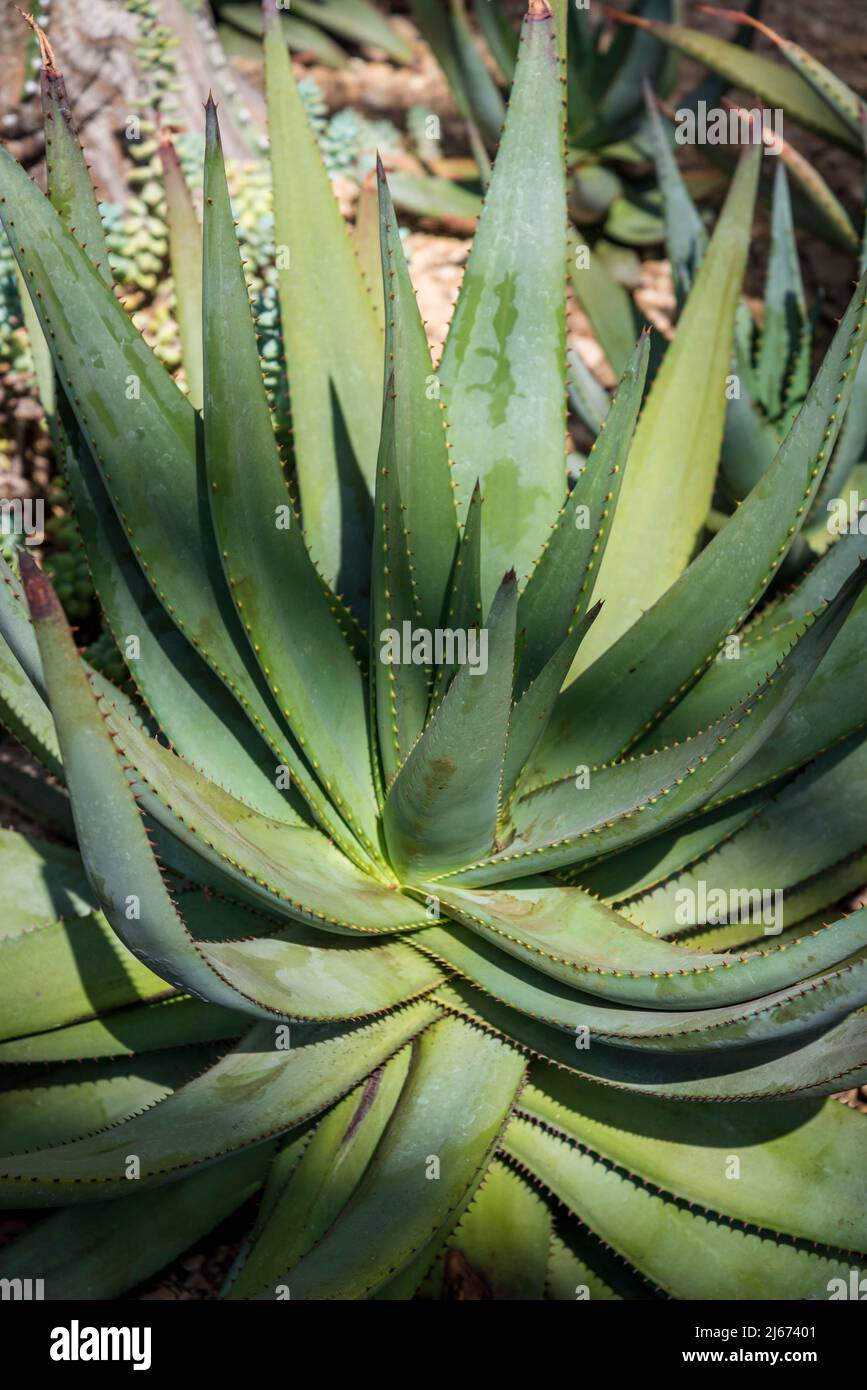 Aloe reitzii Stock Photo