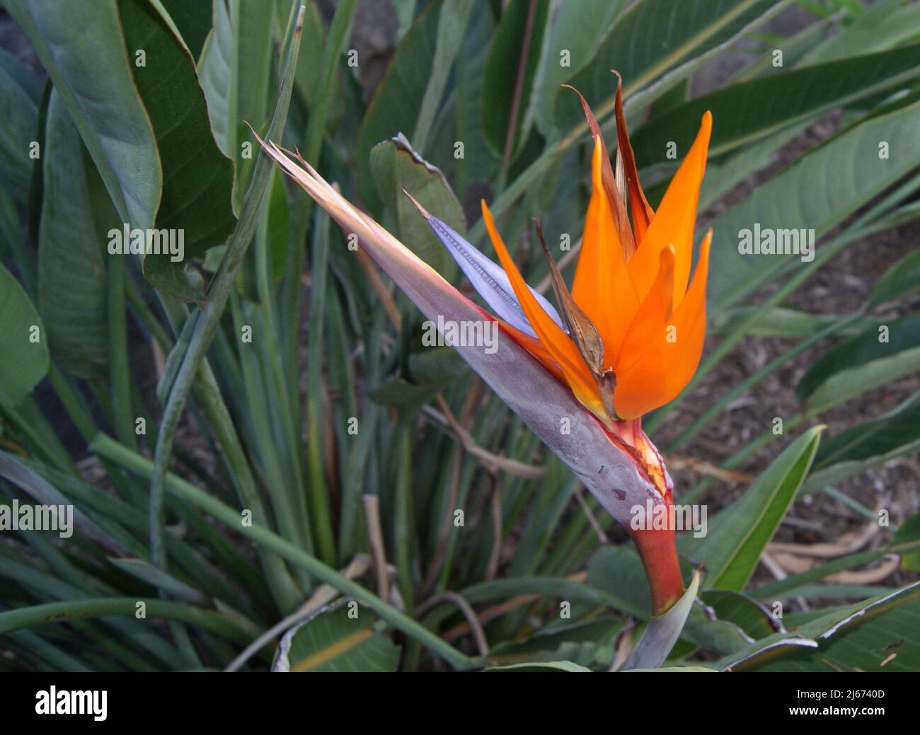 Bird of Paradise Flower, the colors of the nature. Houston Texas Stock Photo