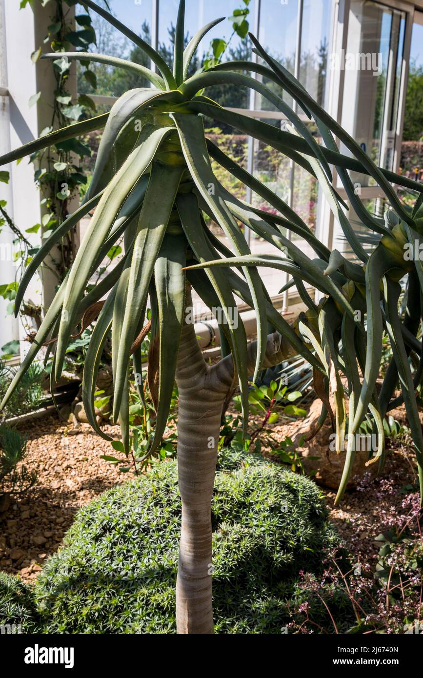 Aloidendron dichotomum, formerly Aloe dichotoma, the quiver tree or kokerboom, is a tall, branching species of succulent plant Stock Photo