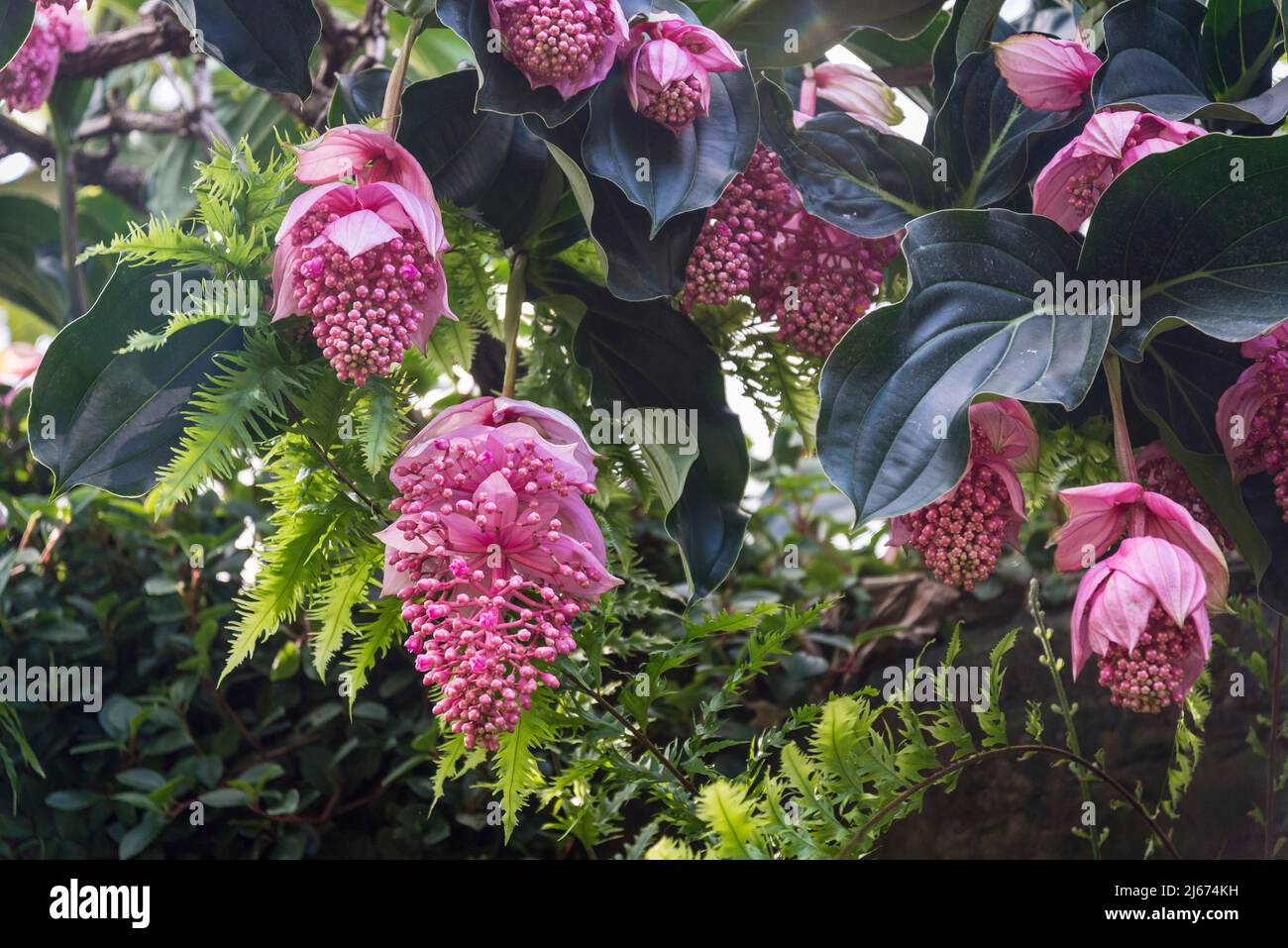 Medinilla magnifica, the showy medinilla or rose grape is a species of flowering plant in the family Melastomataceae, native to the Philippines Stock Photo