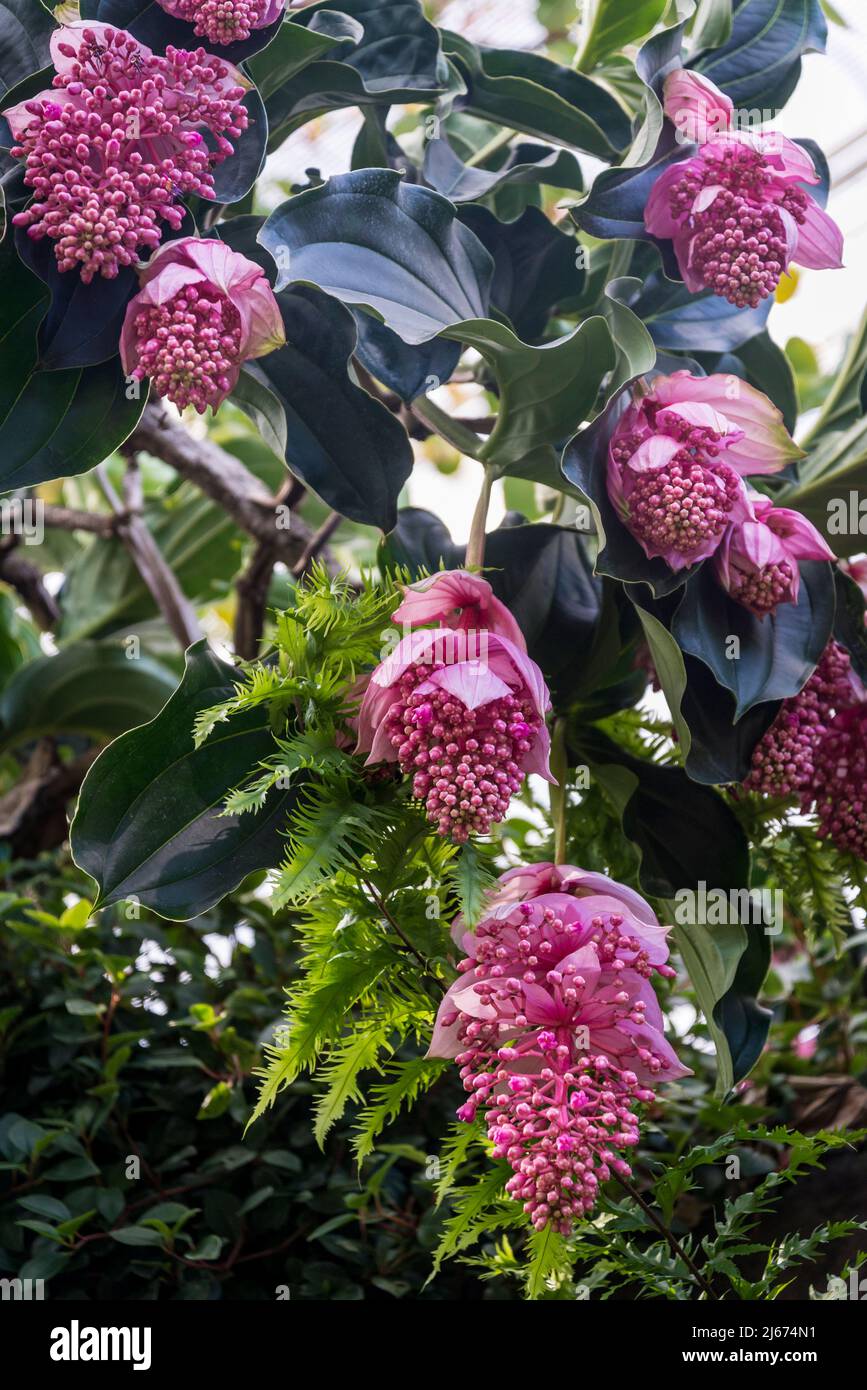 Medinilla magnifica, the showy medinilla or rose grape is a species of flowering plant in the family Melastomataceae, native to the Philippines Stock Photo