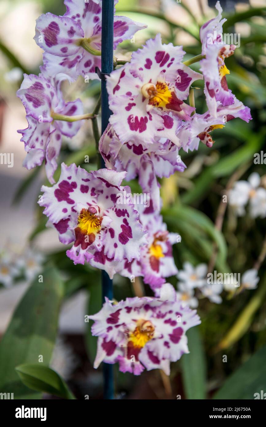 Orchidacea x Odontioda Dawn's Find gx Stock Photo