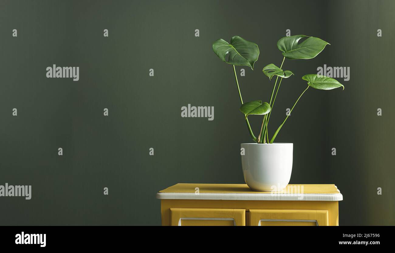 Young plant of Monstera deliciosa or Swiss Cheese Plant in a white flower pot on a yellow furniture in the room on the dark background, minimalistic a Stock Photo