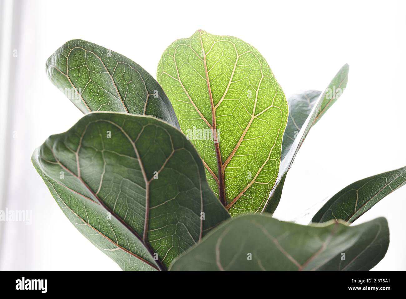 Fiddle Fig or Ficus Lyrata green leaves on the white background, close-up Stock Photo