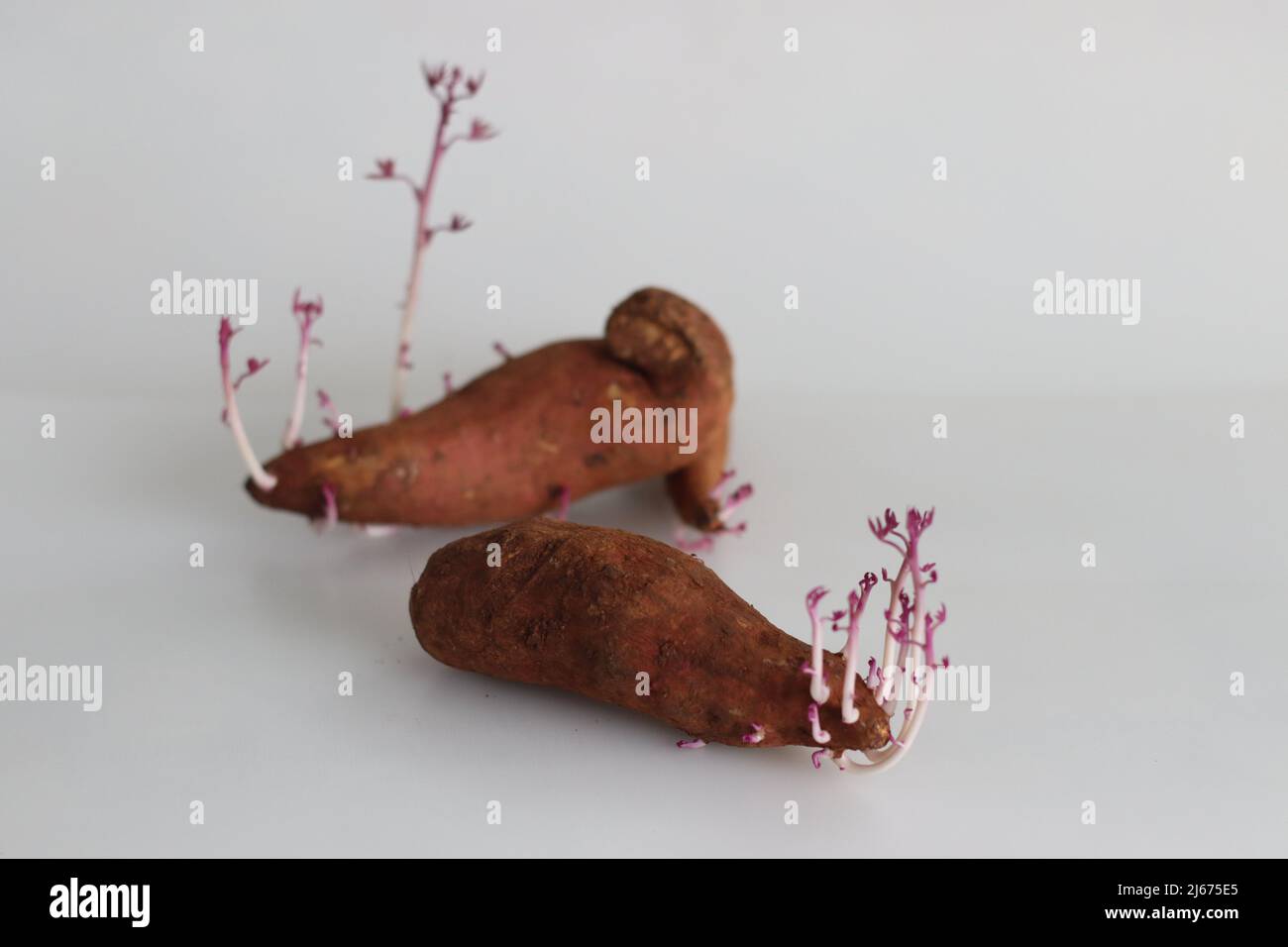 Sprouted sweet potato. The sweet potato or sweetpotato is a dicotyledonous plant that belongs to the bindweed or morning glory family, Convolvulaceae. Stock Photo