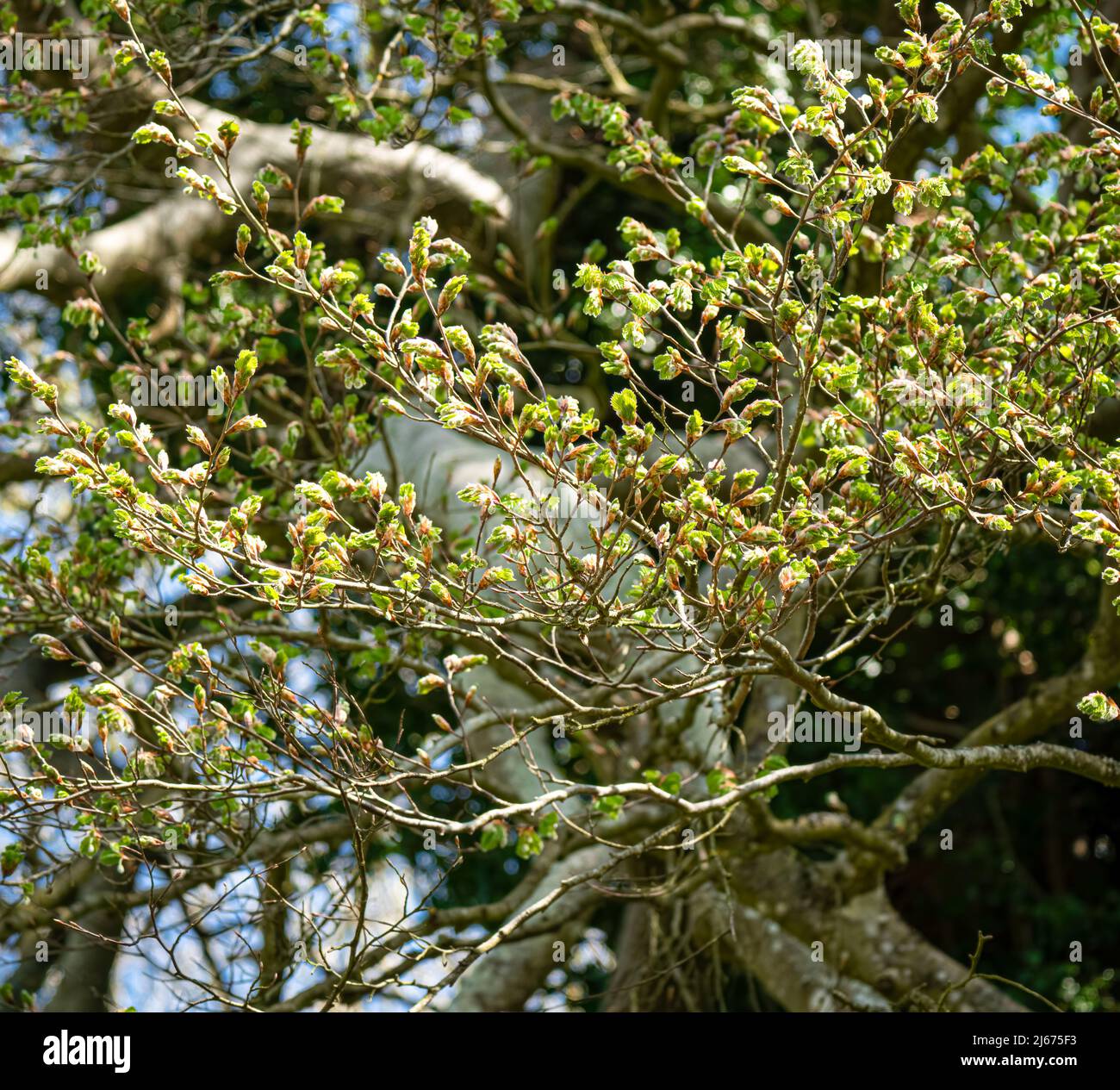 looking in through twisted and gnarled branches of a curly oak tree (Quercus robur) in spring Stock Photo