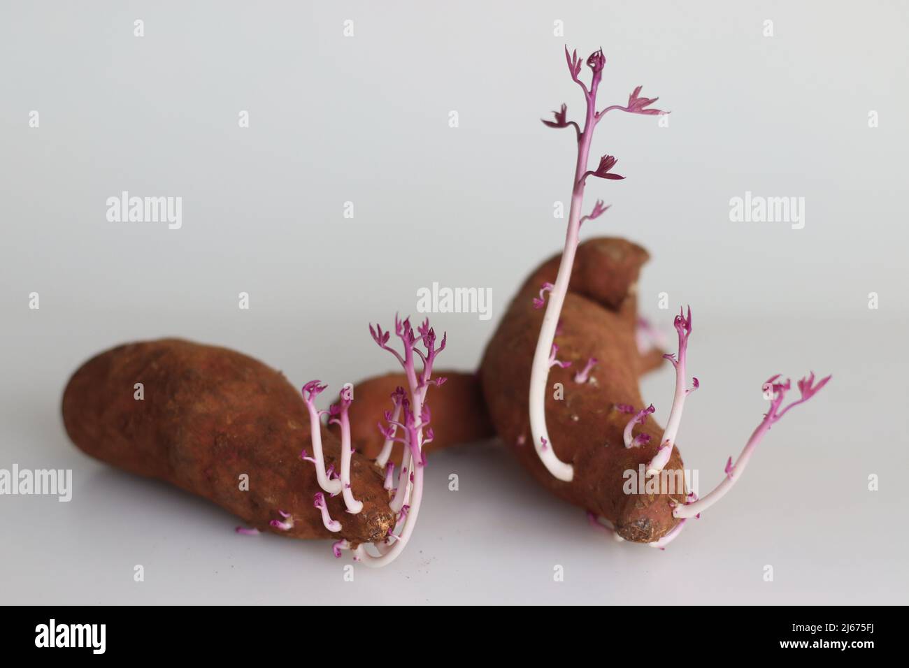 Sprouted sweet potato. The sweet potato or sweetpotato is a dicotyledonous plant that belongs to the bindweed or morning glory family, Convolvulaceae. Stock Photo