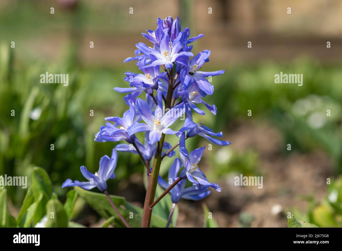 Close up of glory of the snow (scilla forbesii) flowers in bloom Stock ...