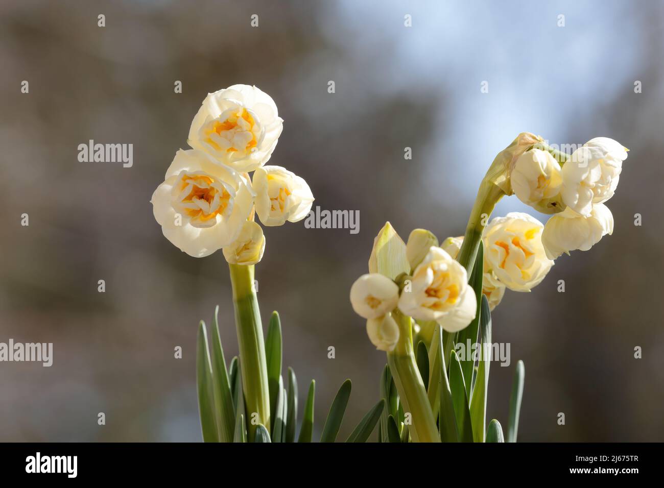 Narcissus Bridal crown blooming with white beautiful flowers Stock Photo