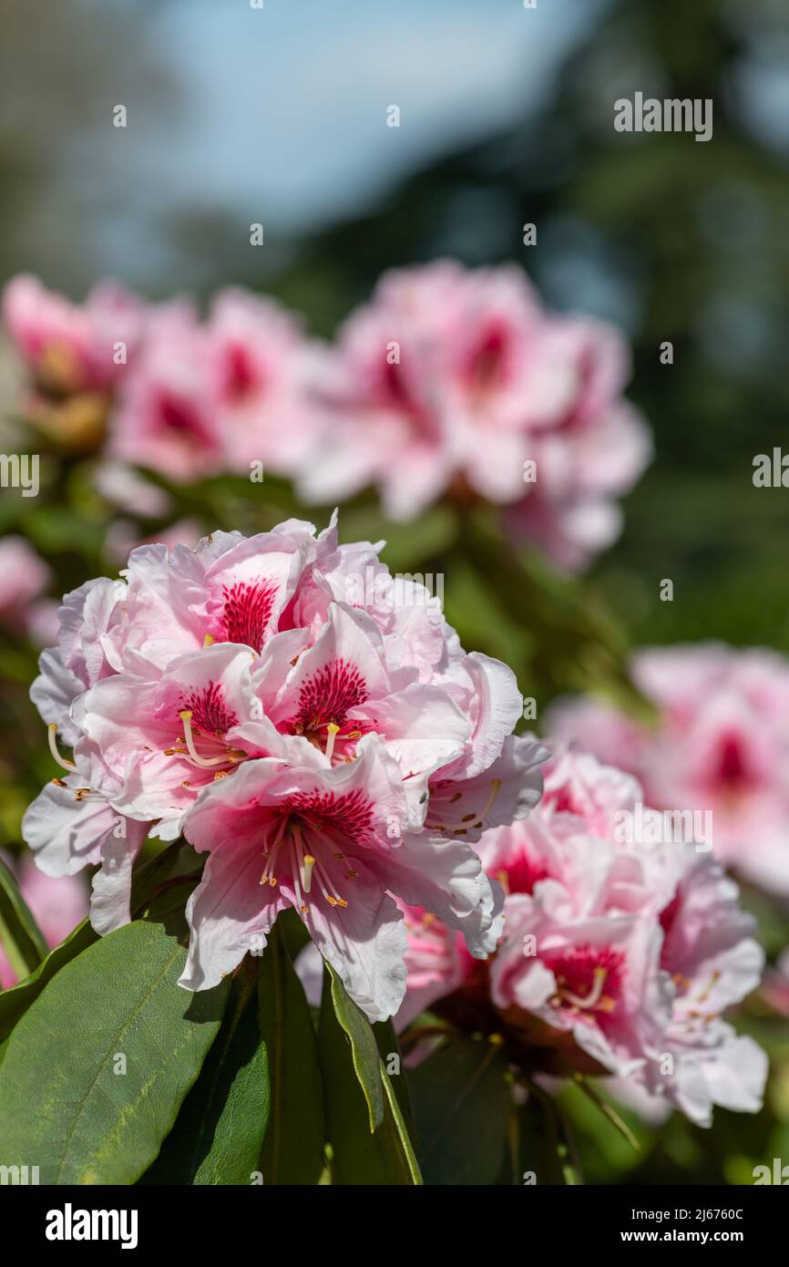 Pink Rhodos Close up of pink Rhododendron flowers in bloom Stock Photo - Alamy