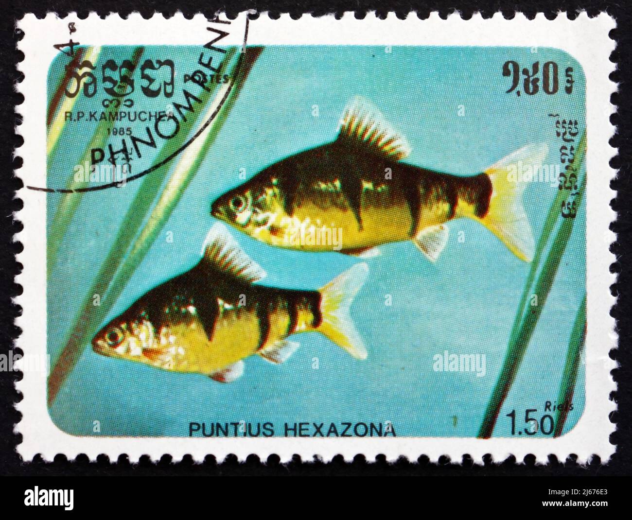 CAMBODIA - CIRCA 1985: a stamp printed in Cambodia shows Six-banded Tiger Barb, Puntius Hexazona, Fish, circa 1985 Stock Photo