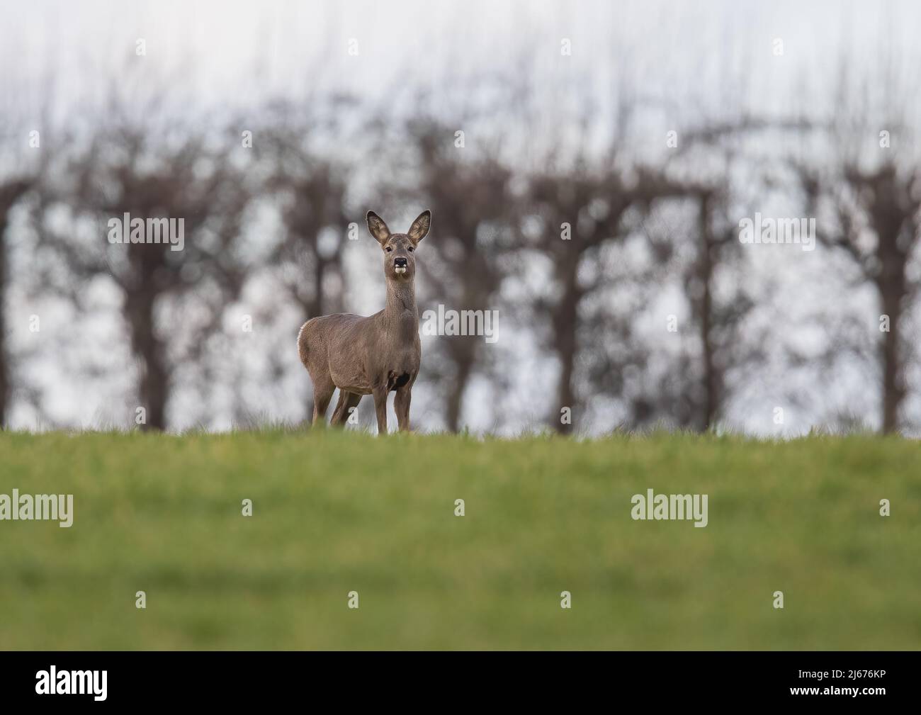 A lone female Roe Deer standing inthe wheat against the farnmr hedge. Suffolk, UK. Stock Photo