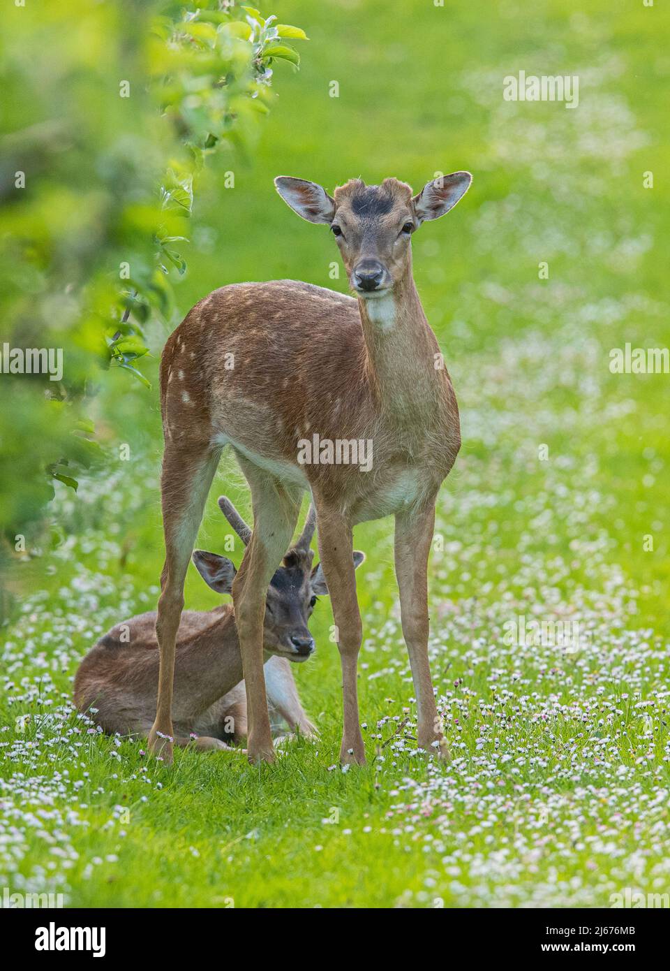 A young male spotted Fallow Deer , standing beside his friend  in the apple orchard , amongst the daisies. Suffolk, UK . Stock Photo