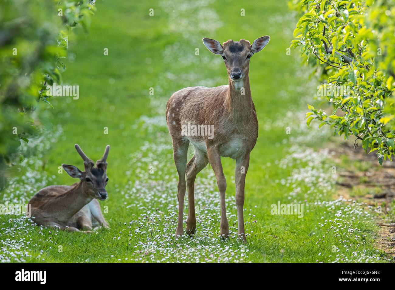 Two bachelor Fallow Deer ,relaxing together  in the apple orchard , amongst the daisies. Suffolk, UK . Stock Photo