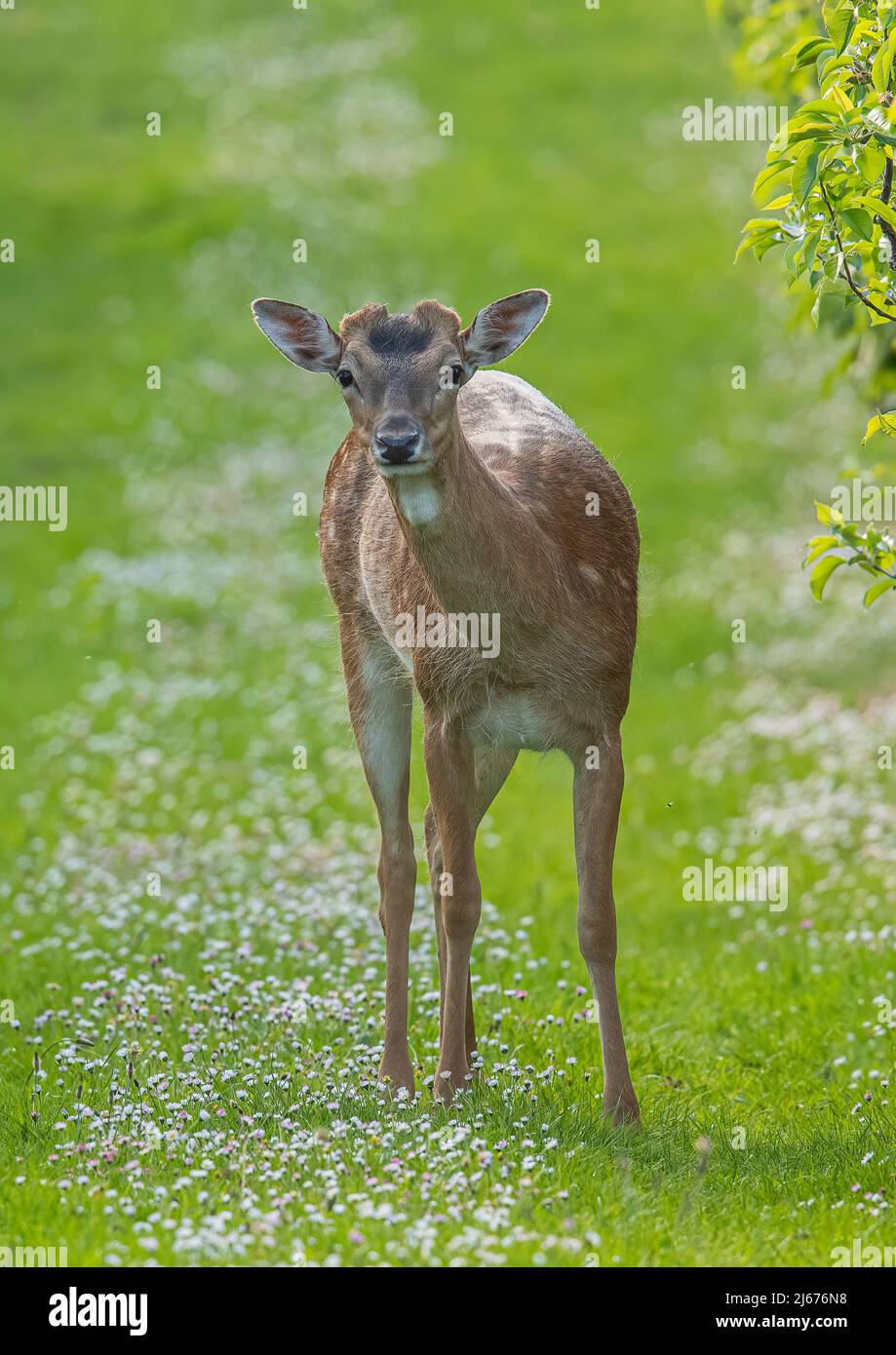 A young male spotted Fallow Deer , standing alone in the apple orchard , amongst the daisies. Suffolk, UK . Stock Photo
