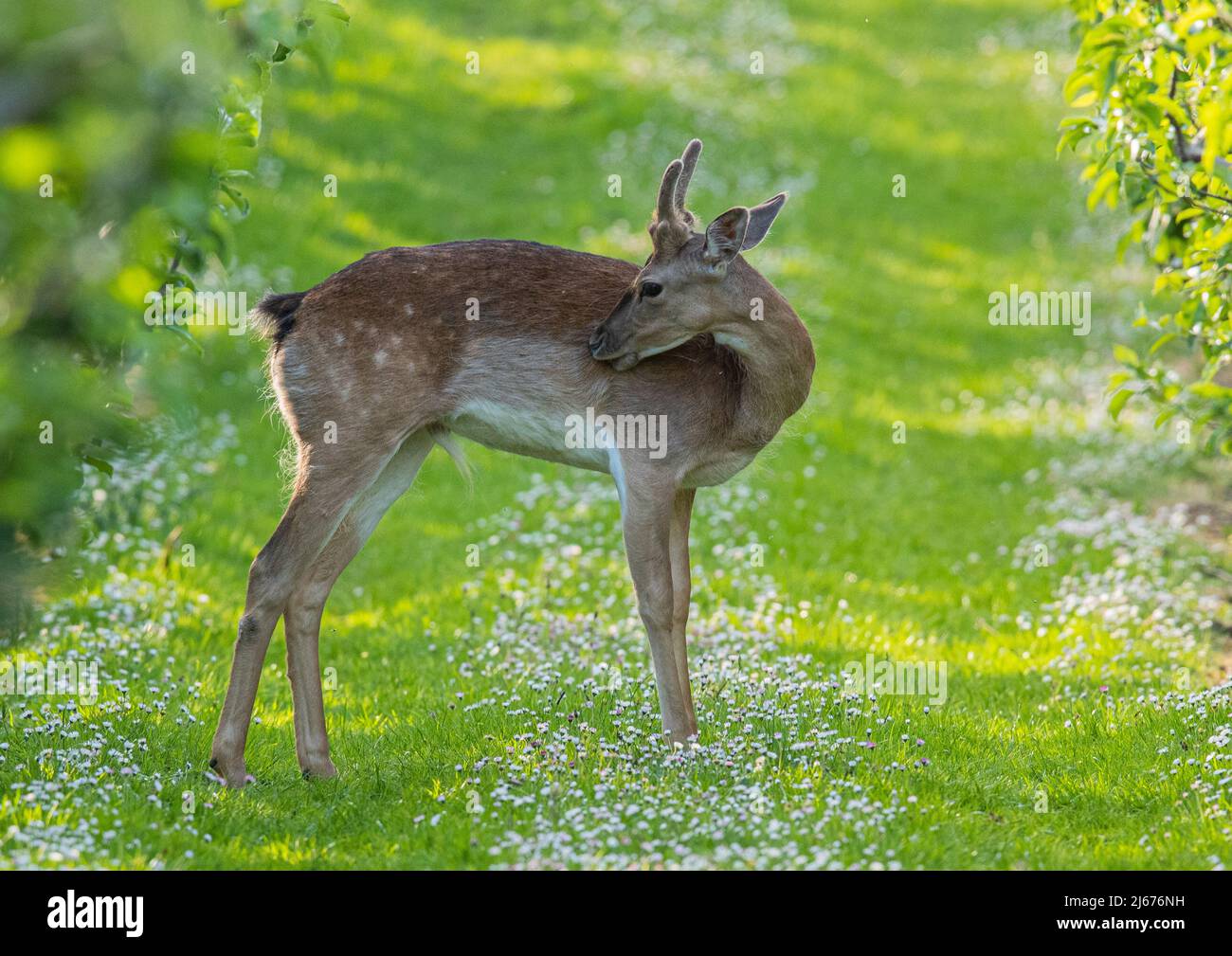 A spotted Fallow Deer standing in the daisies. A buck  grooming himself in the apple orchard. Suffolk, UK Stock Photo