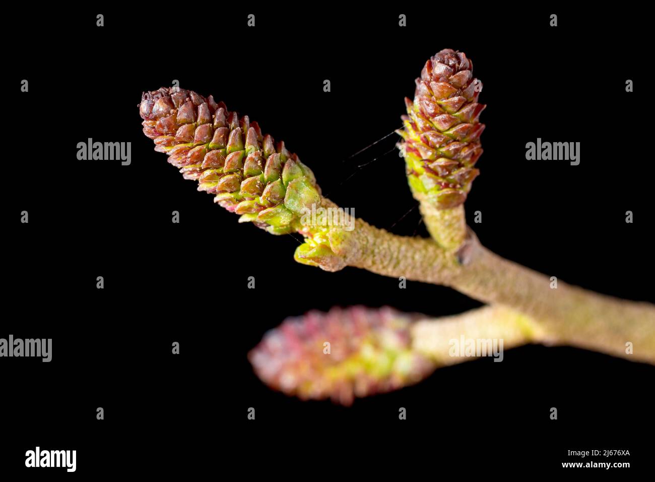 Alder (alnus glutinosa), close up of the female flowers of the tree isolated against a black background. Stock Photo