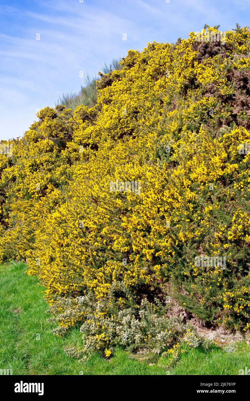 Gorse (ulex europaeus), also known as Furze or Whin, showing a large embankment covered with the shrub bursting into flower in the spring sunshine. Stock Photo