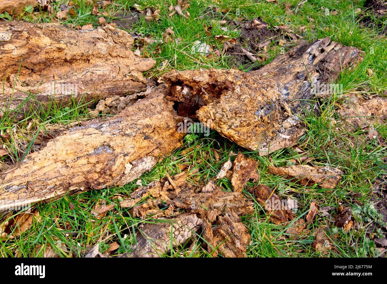 Logs from a fallen tree left to rot and decay on the grass at the edge of a field. Stock Photo