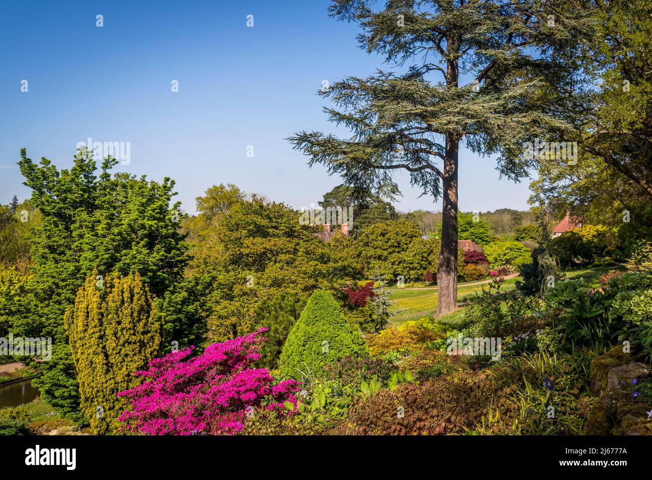 Rock garden with azalea flowers in blossom at Wisley Garden in Spring