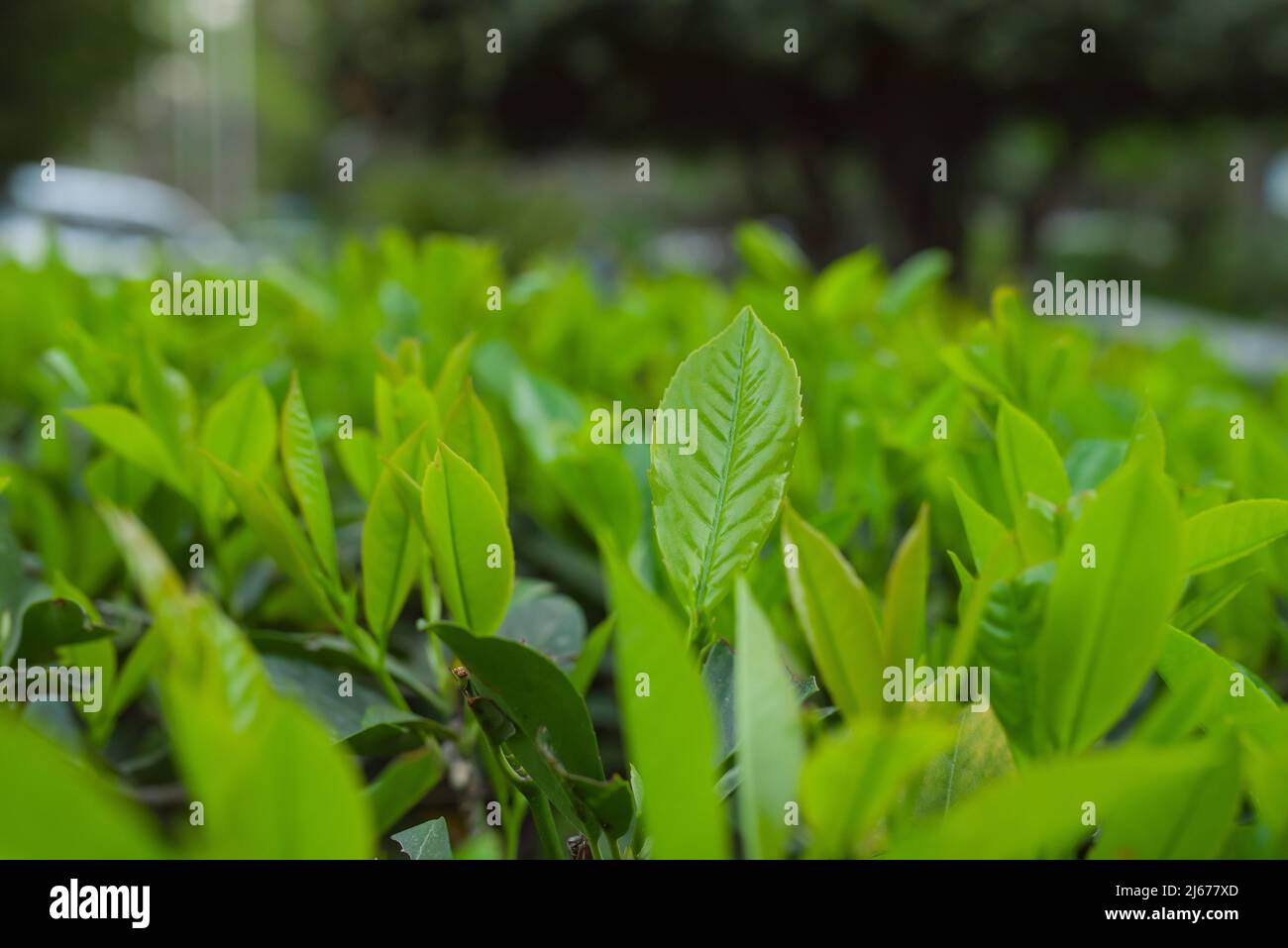 Laurel leaves, hedge of green laurel bushes, in park Stock Photo Alamy