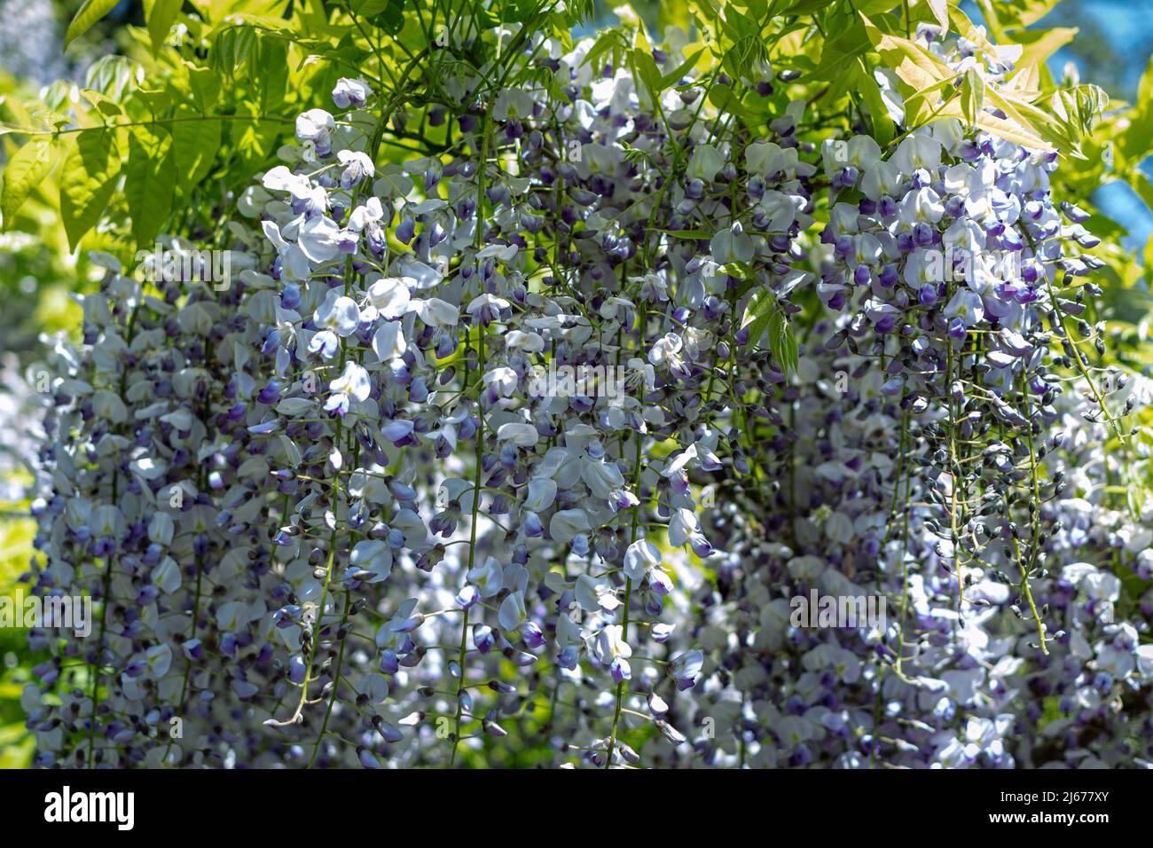 Wisteria in full bloom at the San Francisco Japanese tea garden Stock Photo