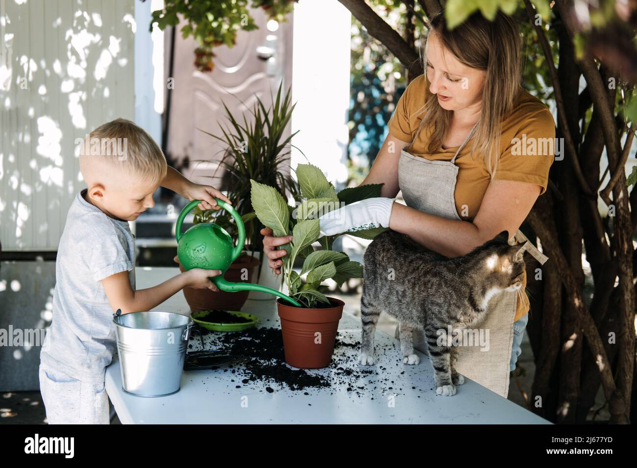 Family mom son and cat Planting Flowers Together. Spring Houseplant Care, repotting houseplants. Happy family mom and son little kid boy planting Stock Photo