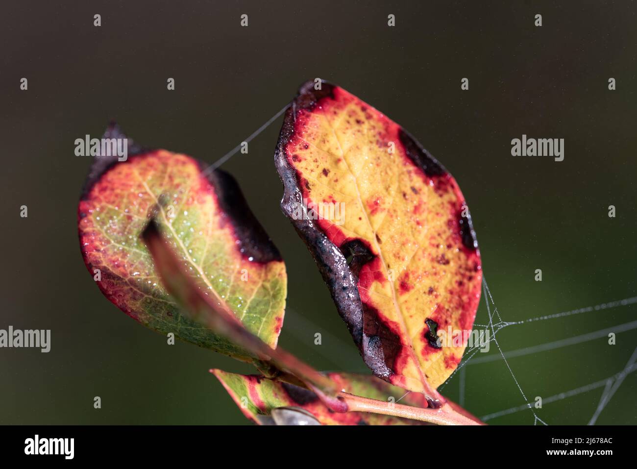 Fall season. Colorful leaf with a cobweb on a blueberry plant. A ...