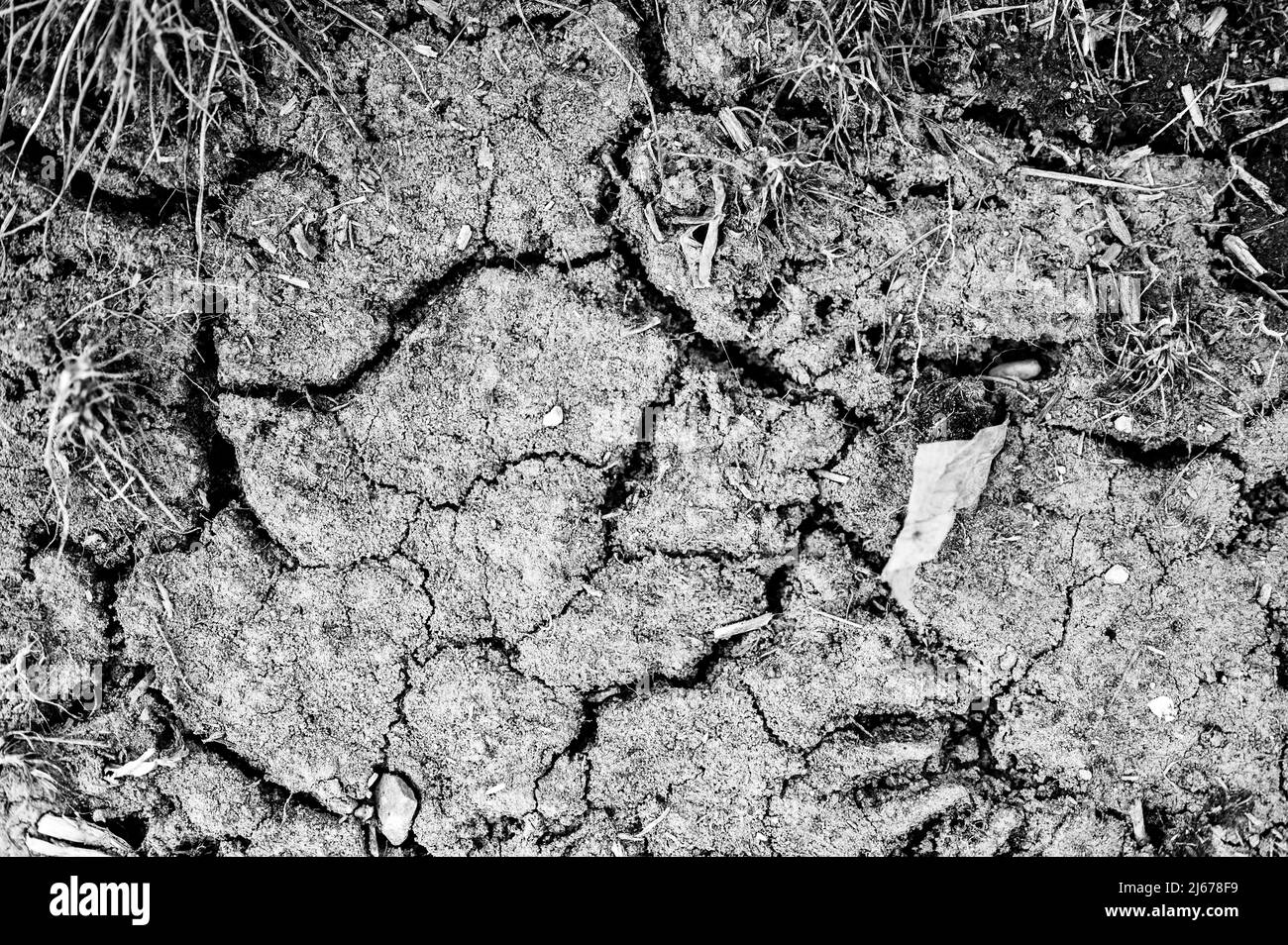 cracked and dry top soil in a agricultural corn field experiencing a drought.  Stock Photo