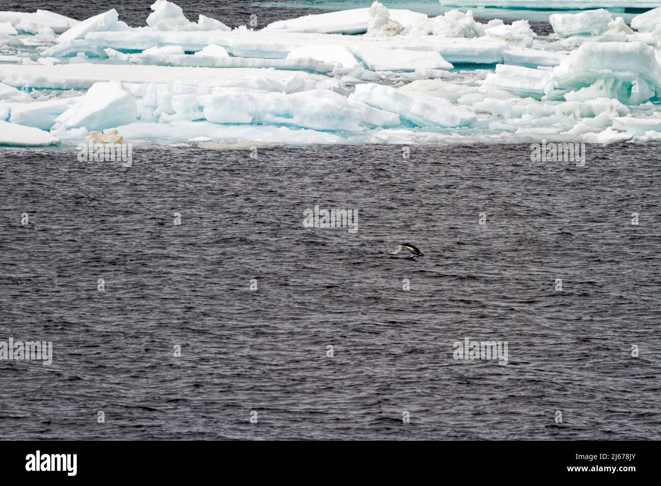 Antarctica - Colony Of Penguins In Natural Habitat - Antarctica Wildlife Expedition Stock Photo