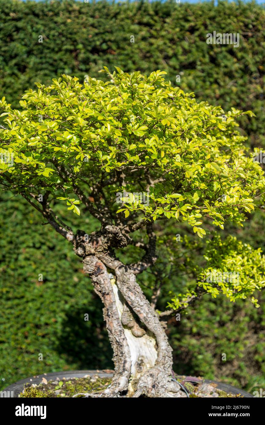Bonsai Ulmus parvifolia,  Chinese Elm Bonsa Stock Photo