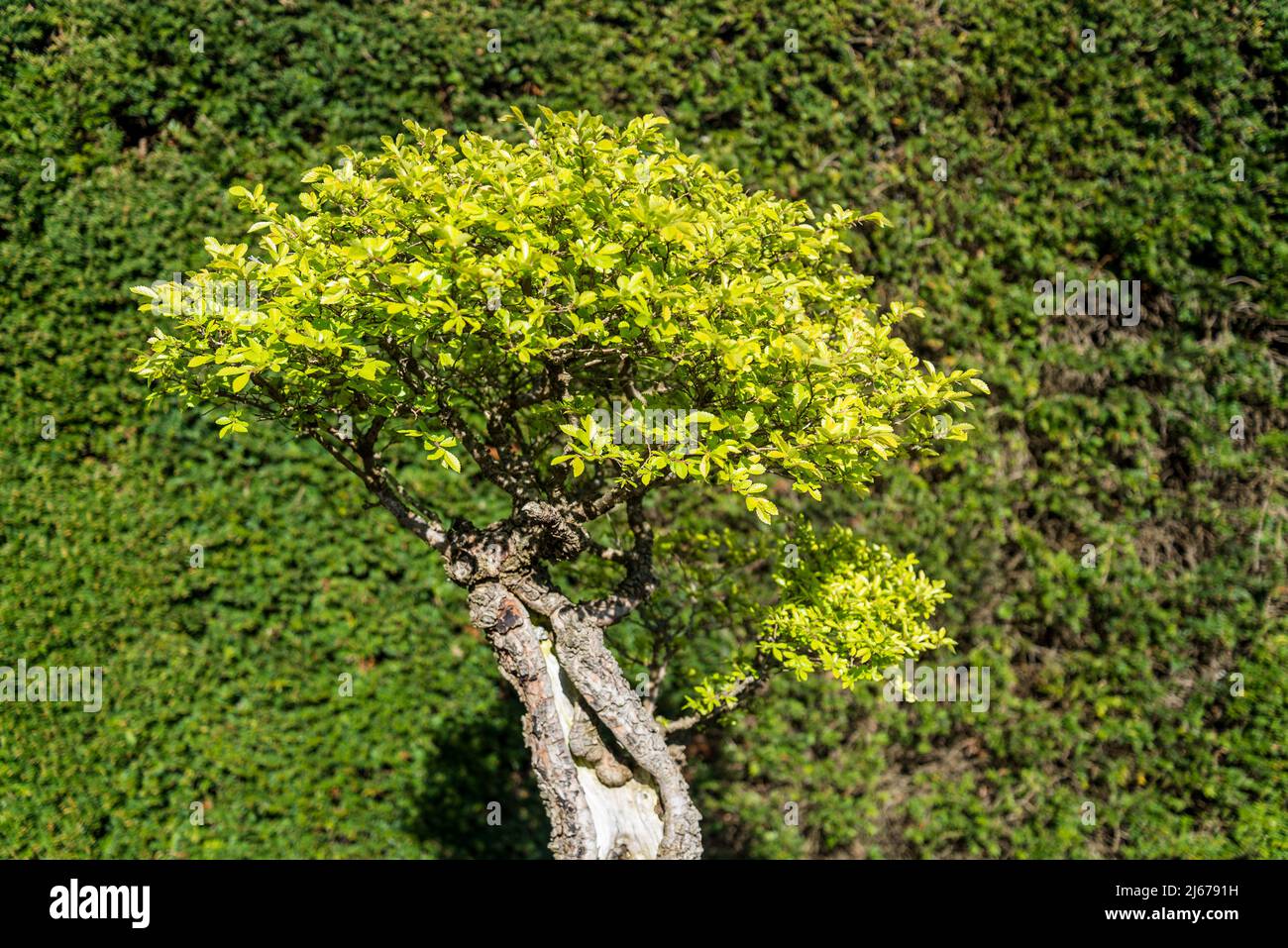 Bonsai Ulmus parvifolia,  Chinese Elm Bonsa Stock Photo