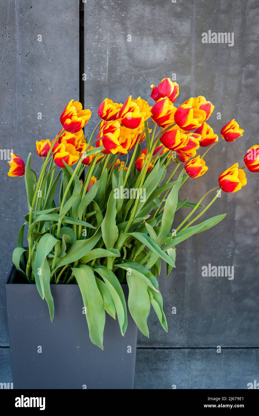 Tulip 'Request' Stock Photo