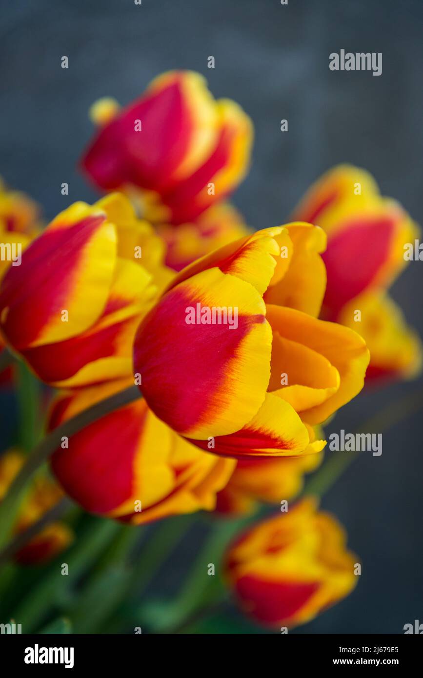 Tulip 'Request' Stock Photo