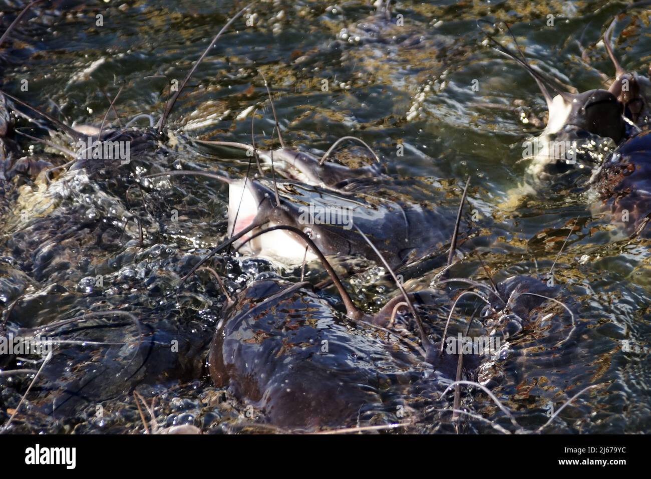 Background catfish mustachioed muzzles in pond. Walking catfish (Clarias batrachus) Stock Photo