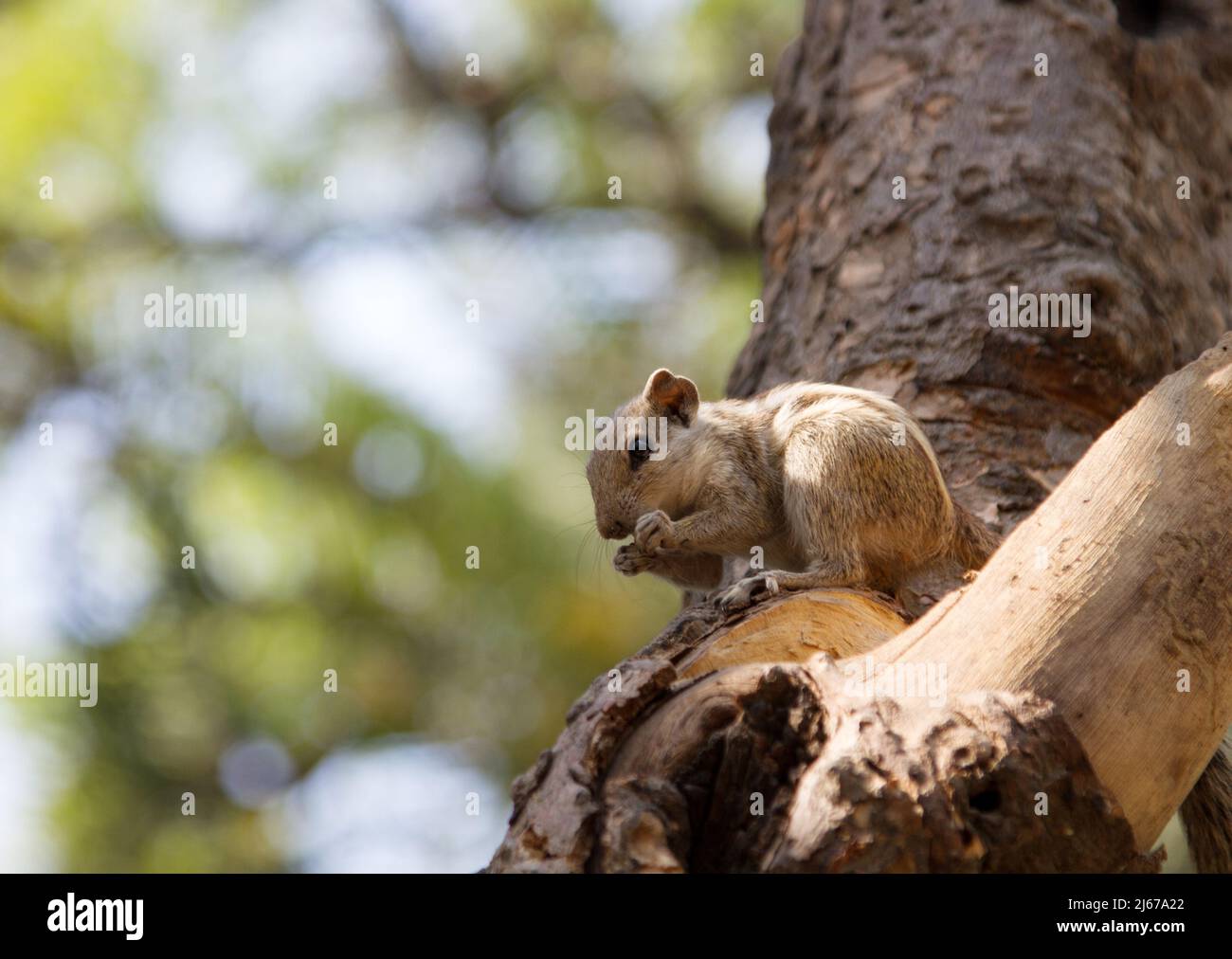 Layardi threestriped palm squirrel (Funambulus layardi) against