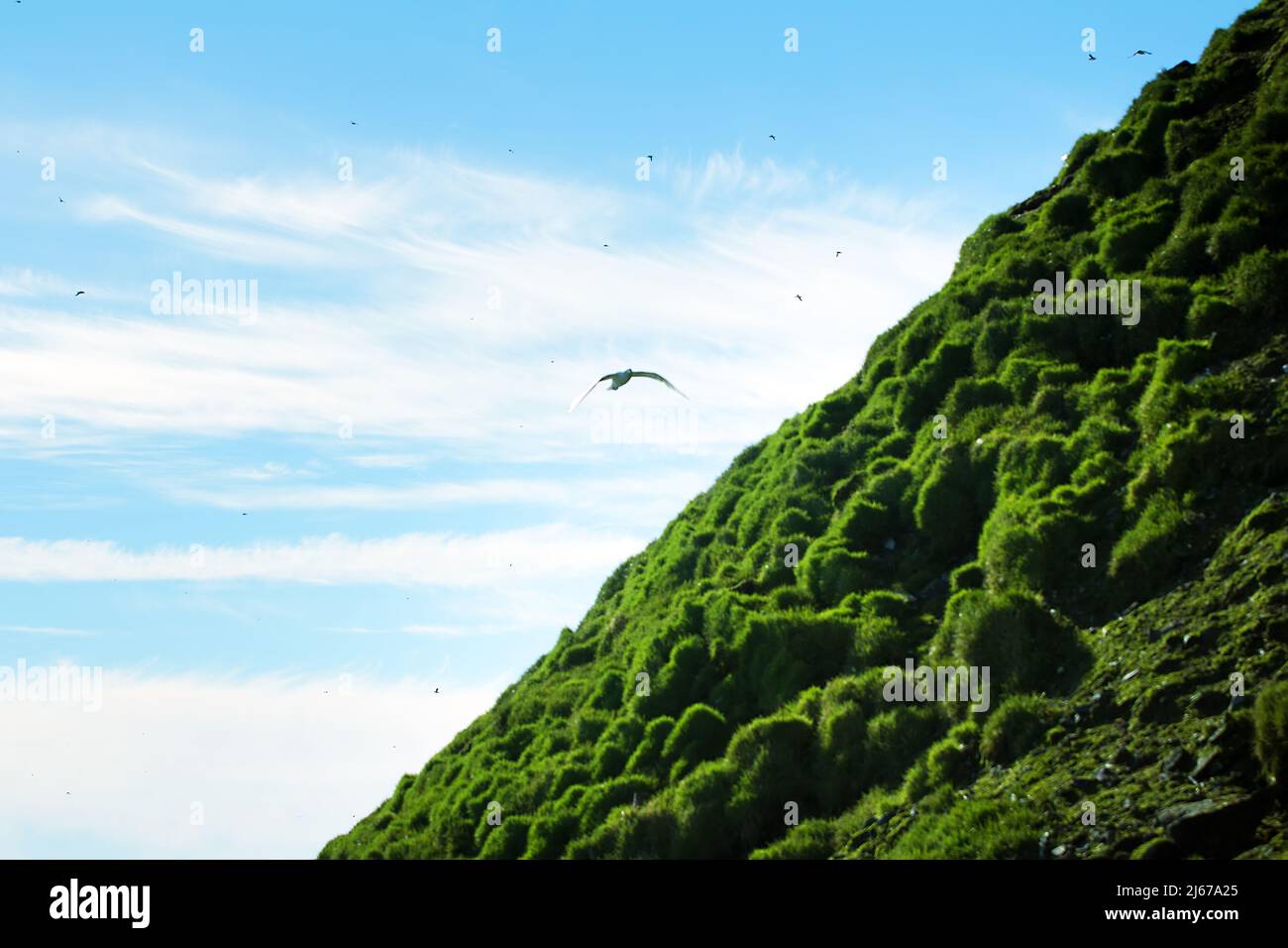 Guano (droppings of seabirds) is best fertilizer, chinchas. Lush meadows formed by colony of sea birds due to abundance of guano (nitrogenous guano), Stock Photo