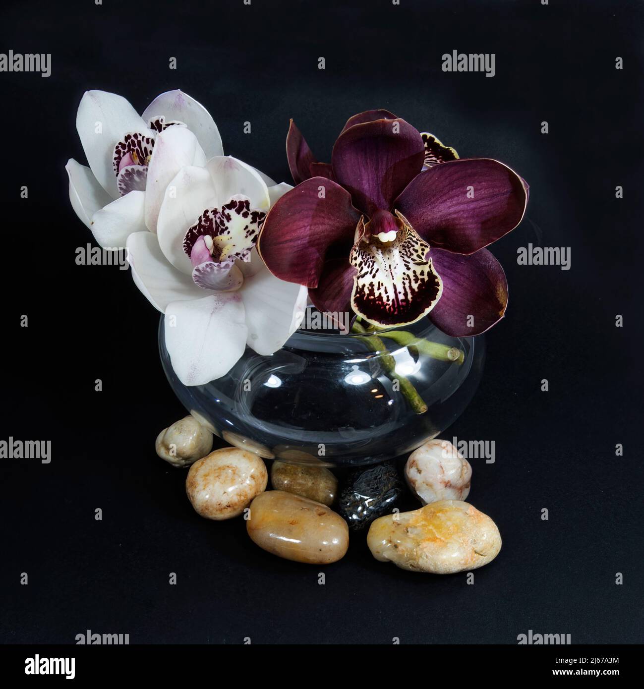 Purple cymbidium hires stock photography and images Alamy