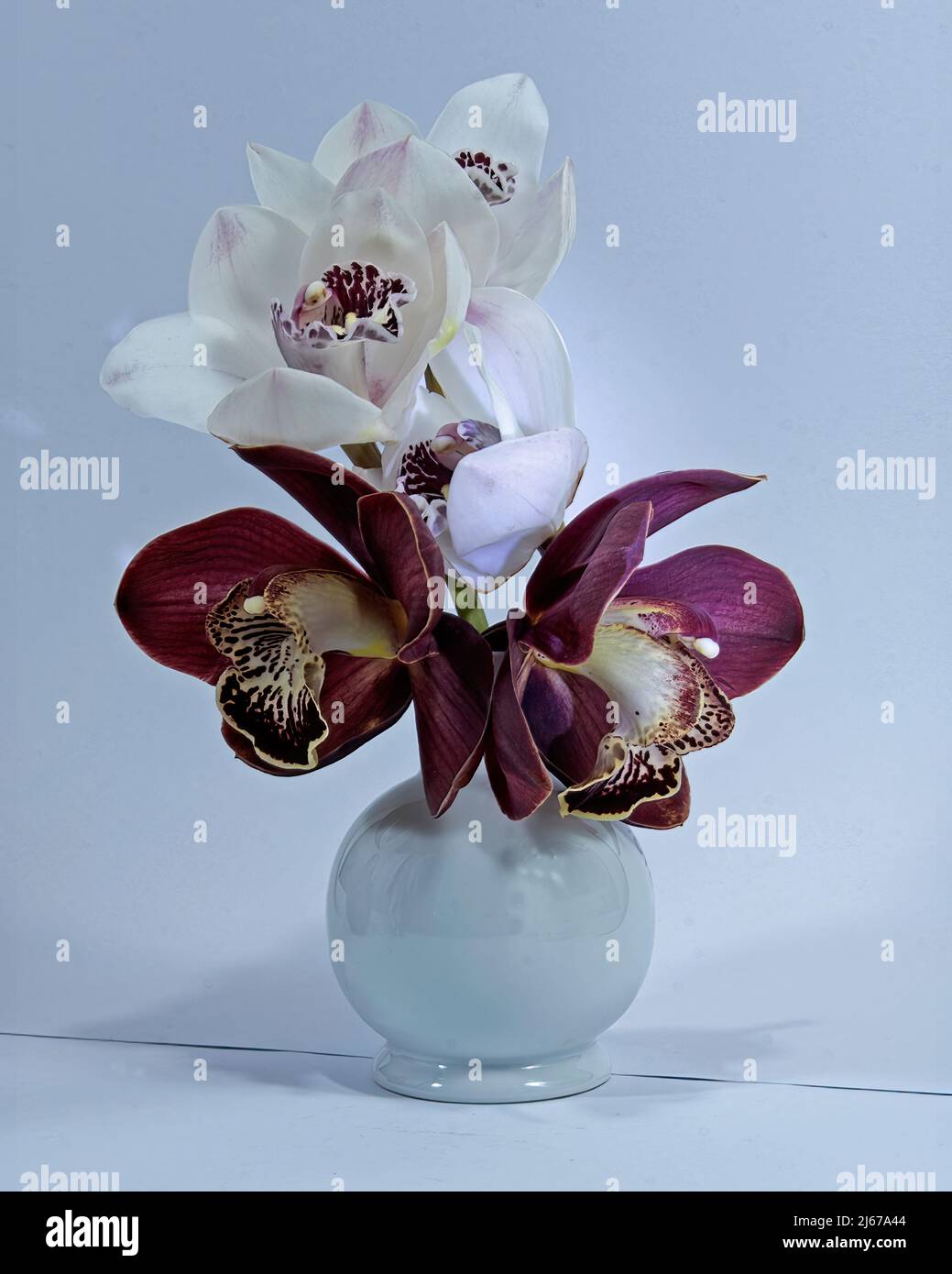 White and purple Cymbidium Orchids (Boat Orchids) closeup; in a white ceramic vase.  Fresh flowers close up isolated on a white coloured background. W Stock Photo