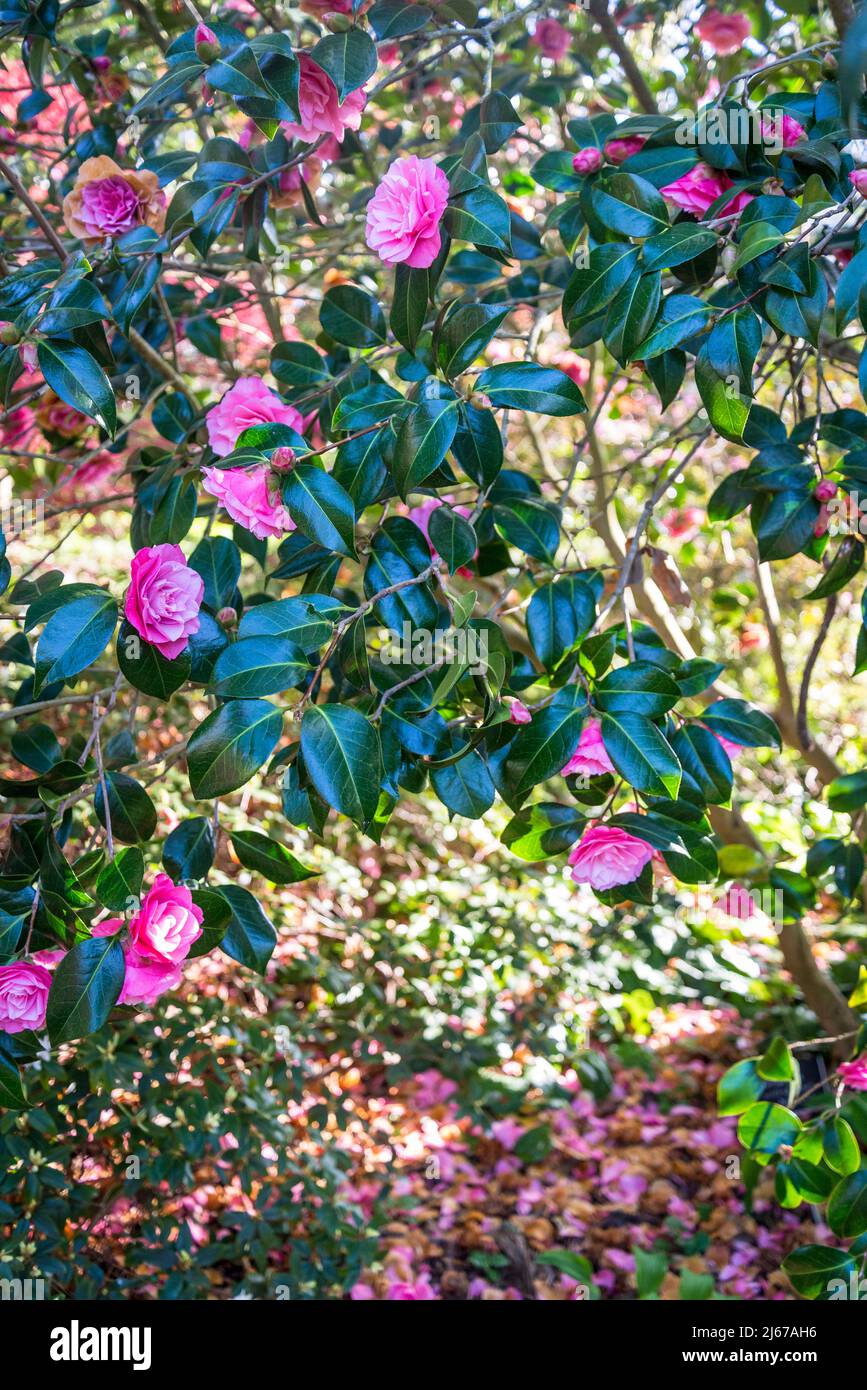 Camellia x williamsii 'Joe Nuccio' Stock Photo